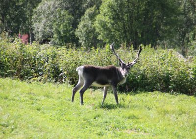 Les rennes en liberté en direction de Røros
