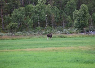 Un "elk" ou élan en français