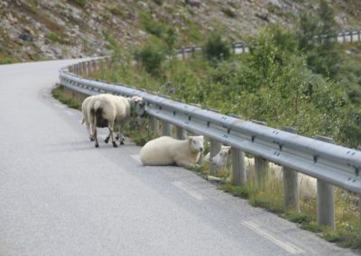 Des moutons un peu partout...